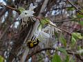 2013-0103-1520_ Bumble_Bee_11.2C